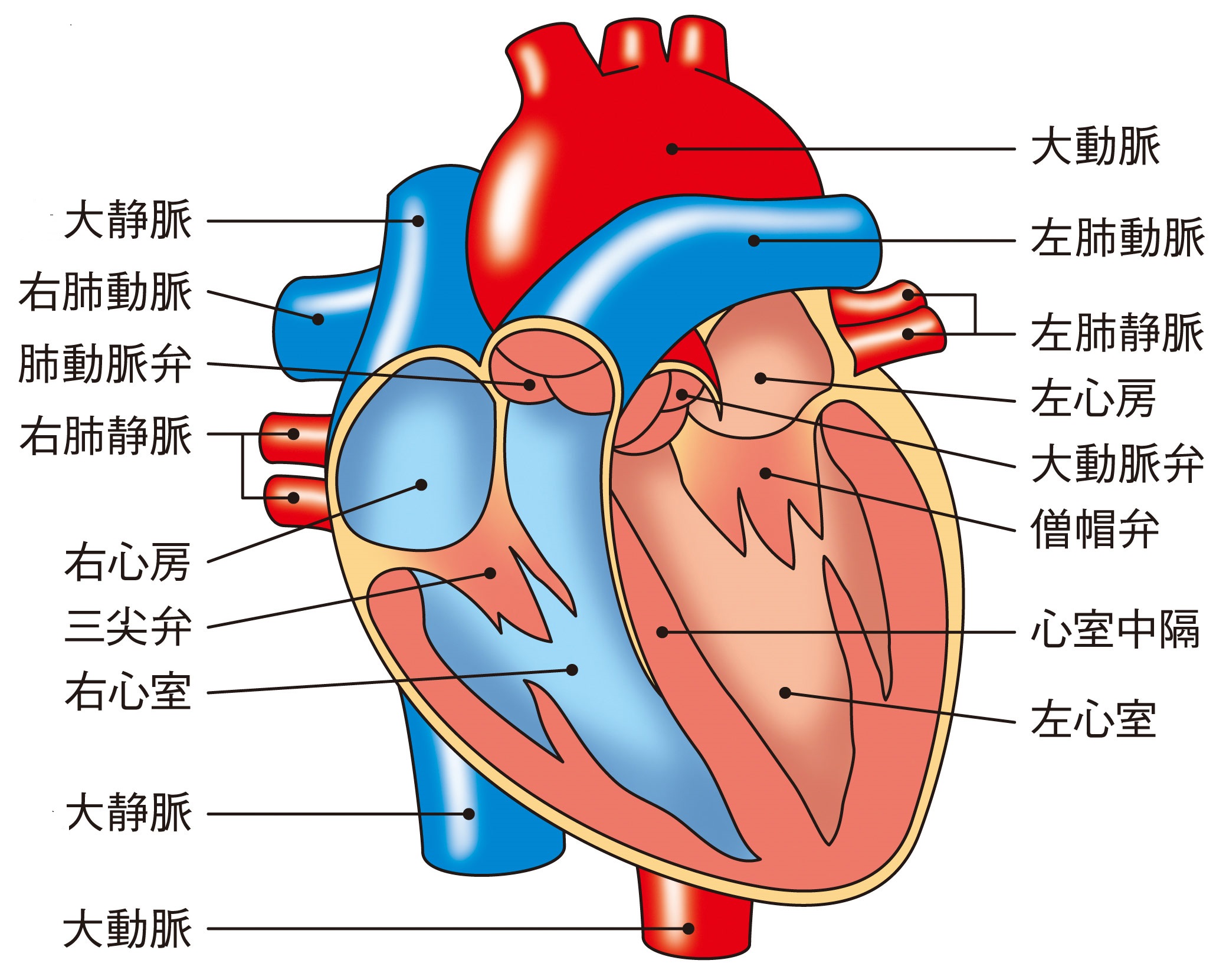 脊椎 動物 の 心臓